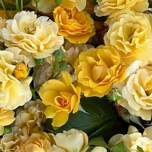 Meet your Posher, Valeria